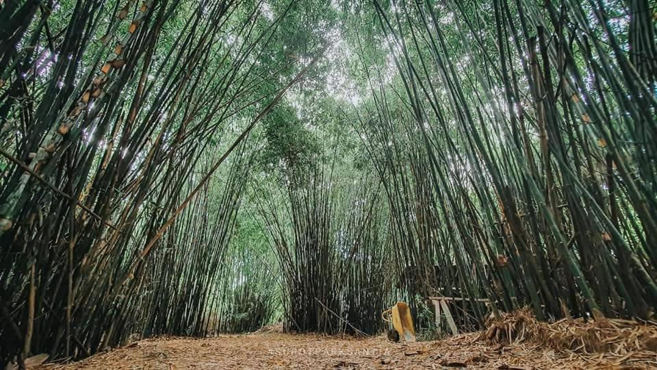 Ya Teng Homestay Ban Tha Sai Buitenkant foto