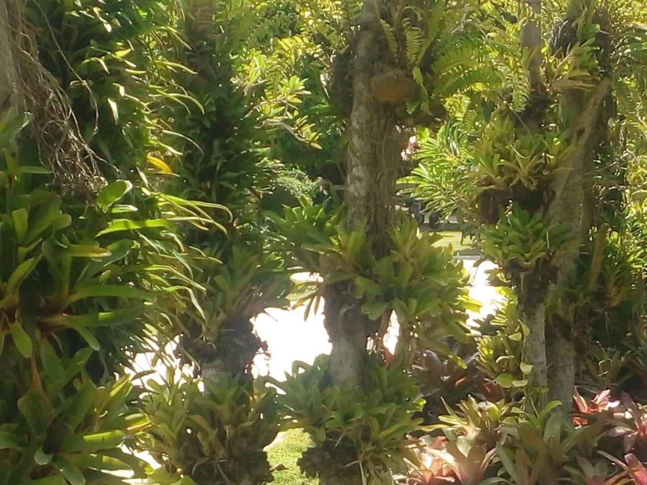 Ya Teng Homestay Ban Tha Sai Buitenkant foto